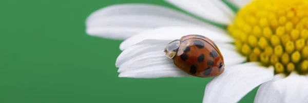Kırmızı Uğur Böceği Papatya Çiçeğinin Üzerinde Uğur Böceği Baharda Bahçede Telifsiz Stok Fotoğraflar