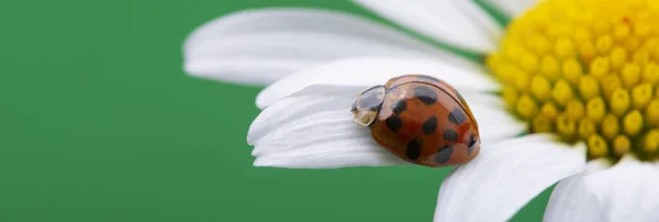 カモミールの花の赤いテントウムシ夏の庭で春に植物の茎を這うテントウムシ ロイヤリティフリーのストック写真