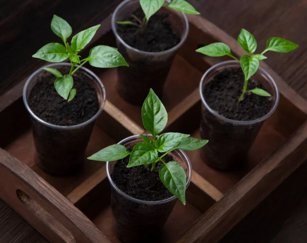 Four Sprouts Bell Pepper Paper Pots Wooden Background Royalty Free Stock Images