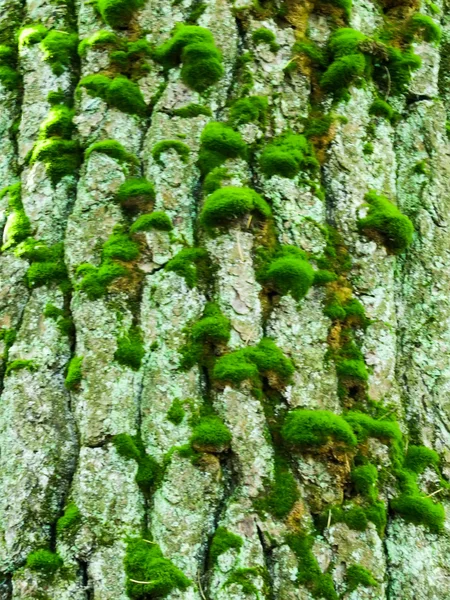 Textura de madeira coberta de musgo — Fotografia de Stock