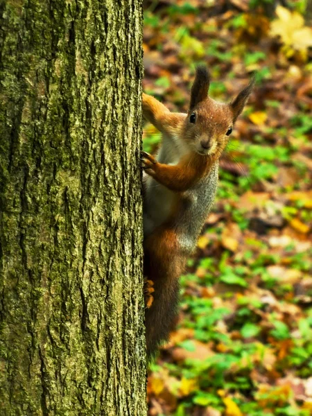 Squirrel on a tree — Stock Photo, Image