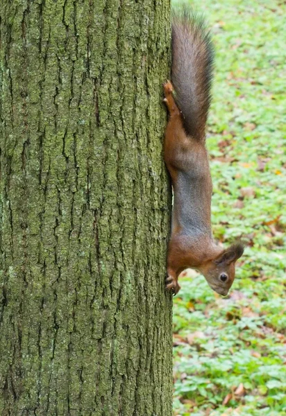 Ekorre på ett träd — Stockfoto