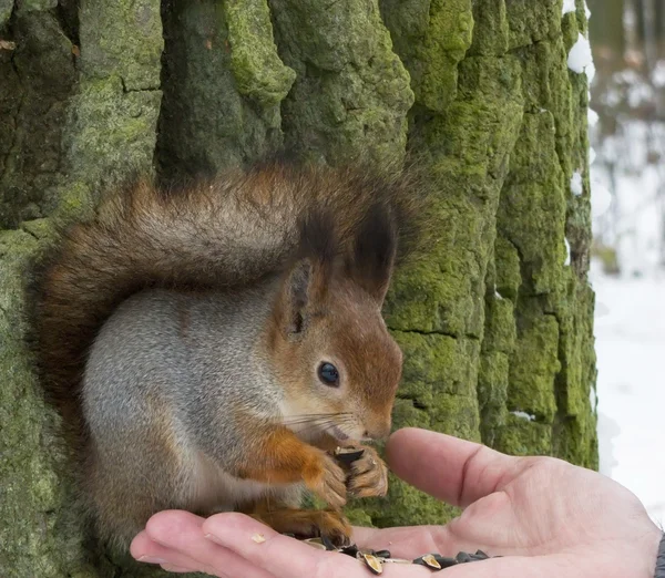 Squirrel on a tree — Stock Photo, Image