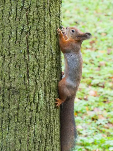 Squirrel on a tree — Stock Photo, Image