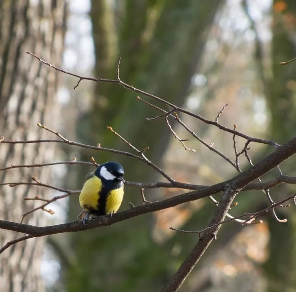 Tit bird on a tree — Stock Photo, Image