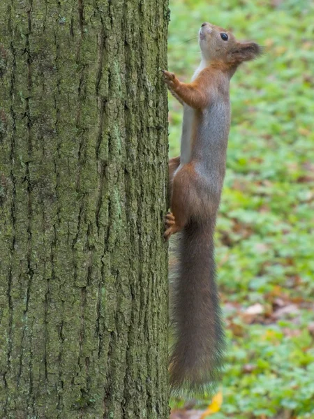 Ekorre på ett träd — Stockfoto