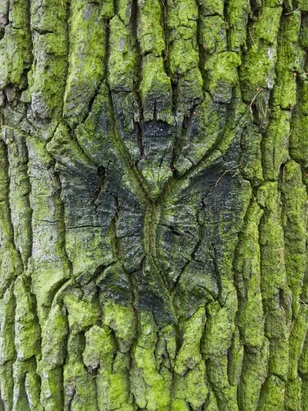 Textura de madeira — Fotografia de Stock