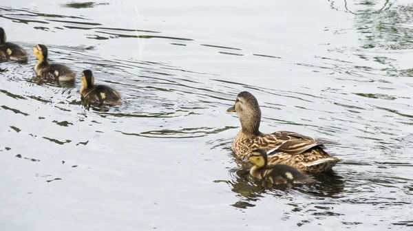 Ente im Teich — Stockfoto