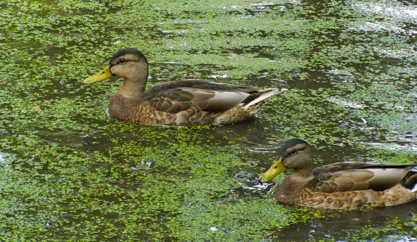 Pato em um lago — Fotografia de Stock