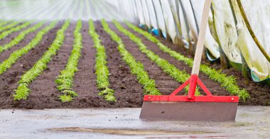 Baharda salatalı sera