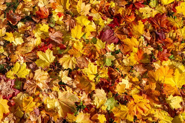Fundo Com Folhas Outono Coloridas — Fotografia de Stock