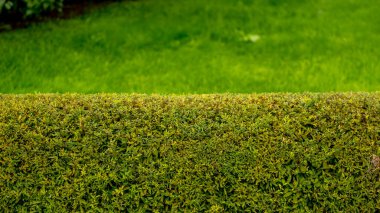 Nature green grass and hedge with bokeh background. Nature spring grass background texture and summer background