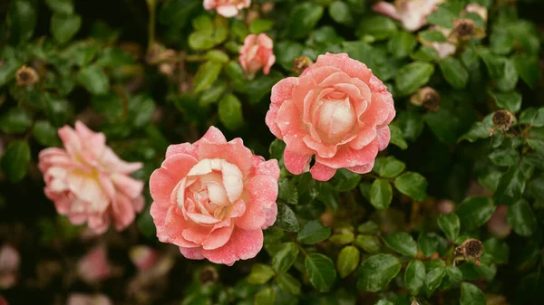 Beautiful Fresh Roses Natural Background Roses Garden Bush Close Red — Fotografia de Stock