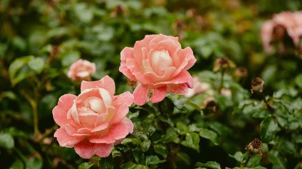 Beautiful Fresh Roses Natural Background Roses Garden Bush Close Red — Zdjęcie stockowe