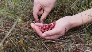 The girl picks wild berries on swamp. Unrecognizable person.  Handful of lingonberries. Hands picking fresh red cranberries in the forest from a bush. Close up view