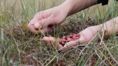 The girl picks wild berries on swamp. Unrecognizable person.  Handful of lingonberries. Hands picking fresh red cranberries in the forest from a bush. Close up view