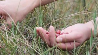 The girl picks wild berries on swamp. Unrecognizable person.  Handful of lingonberries. Hands picking fresh red cranberries in the forest from a bush. Close up view
