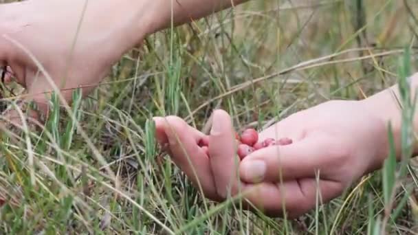 Girl Picks Wild Berries Swamp Unrecognizable Person Handful Lingonberries Hands — Stock video