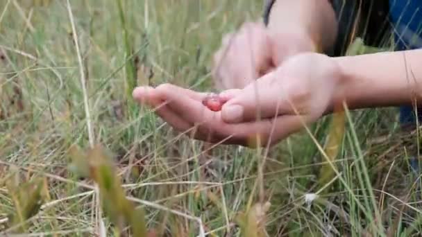 Girl Picks Wild Berries Swamp Unrecognizable Person Handful Lingonberries Hands — Stock video