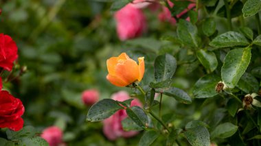 Rose garden. Beautiful blooming bush pink roses in lush greenery. Rose flower outdoor shot image. Roses for Valentine Day.