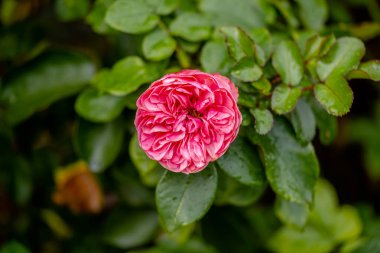 Rose garden. Beautiful blooming bush pink roses in lush greenery. Rose flower outdoor shot image. Roses for Valentine Day.
