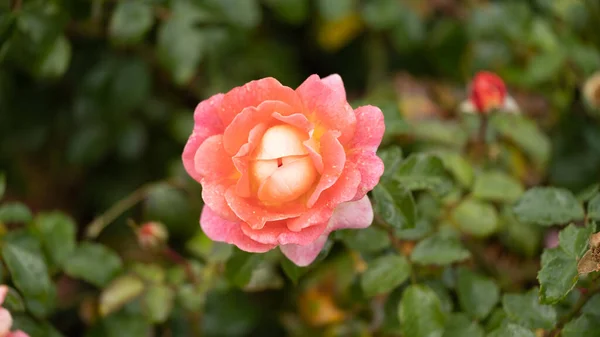 Rose Garden Beautiful Blooming Bush Pink Roses Lush Greenery Rose — Stok Foto