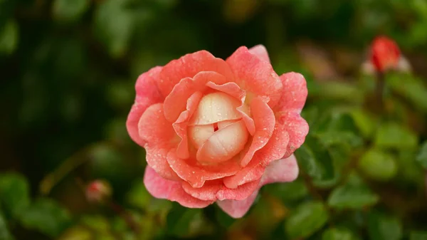 Rose Garden Beautiful Blooming Bush Pink Roses Lush Greenery Rose — Stockfoto