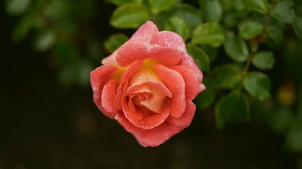 Rose Garden Beautiful Blooming Bush Pink Roses Lush Greenery Rose — стокове фото