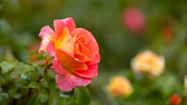 Rose Garden Beautiful Blooming Bush Pink Roses Lush Greenery Rose — 图库照片