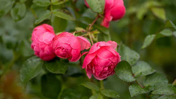 Rose Garden Beautiful Blooming Bush Pink Roses Lush Greenery Rose — Zdjęcie stockowe