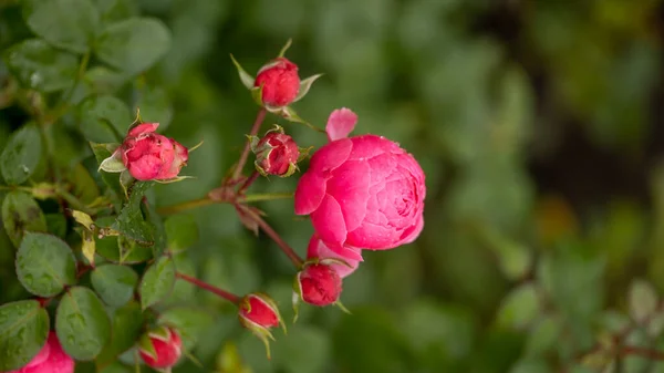 Rose Garden Beautiful Blooming Bush Pink Roses Lush Greenery Rose — Zdjęcie stockowe