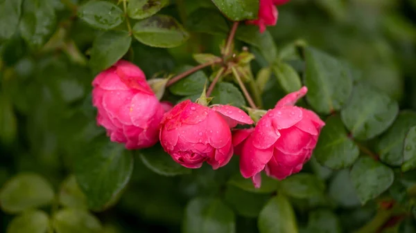 Rose Garden Beautiful Blooming Bush Pink Roses Lush Greenery Rose — Zdjęcie stockowe