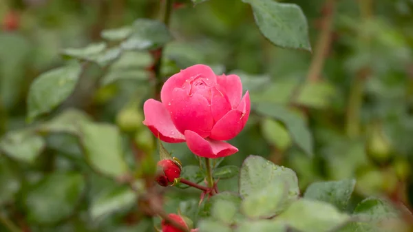Rose Garden Beautiful Blooming Bush Pink Roses Lush Greenery Rose — Fotografia de Stock