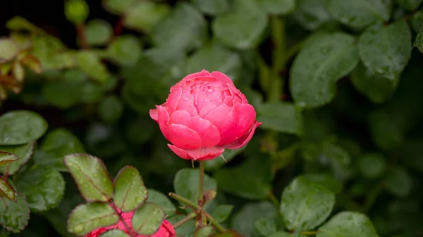 Rose Garden Beautiful Blooming Bush Pink Roses Lush Greenery Rose — Zdjęcie stockowe