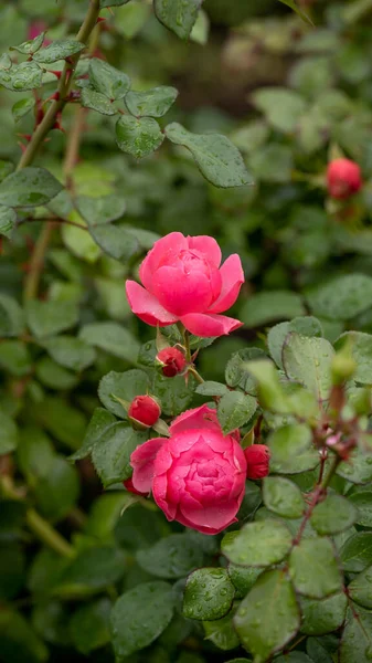 Rose Garden Beautiful Blooming Bush Pink Roses Lush Greenery Rose — Fotografia de Stock