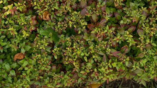 Green Grass Wall Texture Eco Wall Green Vibrant Boxwood Bush — стоковое фото