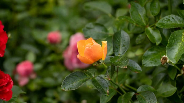 Rose Garden Beautiful Blooming Bush Pink Roses Lush Greenery Rose — Fotografia de Stock