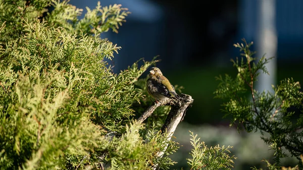 European Greenfinch Chloris Chloris Branch Forest Nice Nature Set — Foto Stock