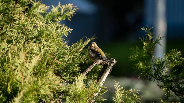 European Greenfinch Chloris Chloris Branch Forest Nice Nature Set — стоковое фото