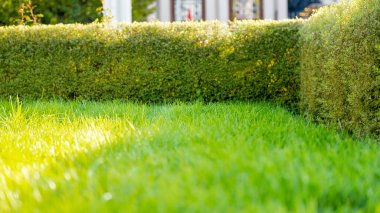 Nature green grass and hedge with bokeh background. Nature spring grass background texture and summer background