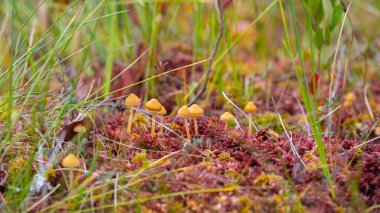 Kırmızı liken ve sarı mantar. Mantar ekosistemi. Bulanık arkaplan ile yumuşak odak. Lichens kolonisi