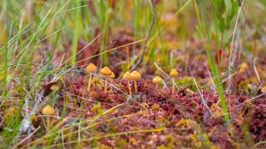 Kırmızı liken ve sarı mantar. Mantar ekosistemi. Bulanık arkaplan ile yumuşak odak. Lichens kolonisi