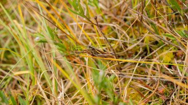 A green grasshopper is sitting on a green leaf. Grasshopper in nature. Close up macro