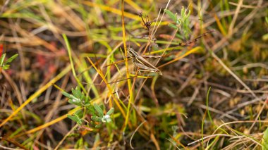 A green grasshopper is sitting on a green leaf. Grasshopper in nature. Close up macro