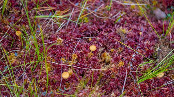 Isle Various Red Lichens Group Lichens Lichen Mushroom Colony Macro — 图库照片