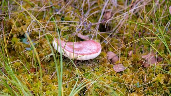 Sickener Russula Emetica Fungi Closeup Big Fresh Single Russula Mushroom — Photo