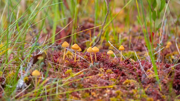 Punaista Jäkälää Keltaisia Sieniä Sieni Ekosysteemi Pehmeä Hämärä Tausta Jäkäläyhdyskunta — kuvapankkivalokuva