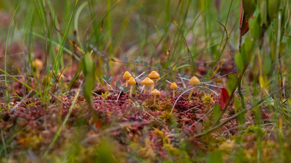 Lichen Rouge Champignons Jaunes Ecosystème Fongique Mise Point Douce Avec — Photo