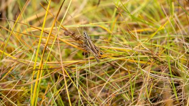 A green grasshopper is sitting on a green leaf. Grasshopper in nature. Close up macro