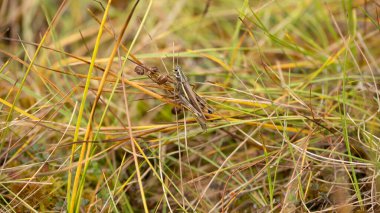 A green grasshopper is sitting on a green leaf. Grasshopper in nature. Close up macro